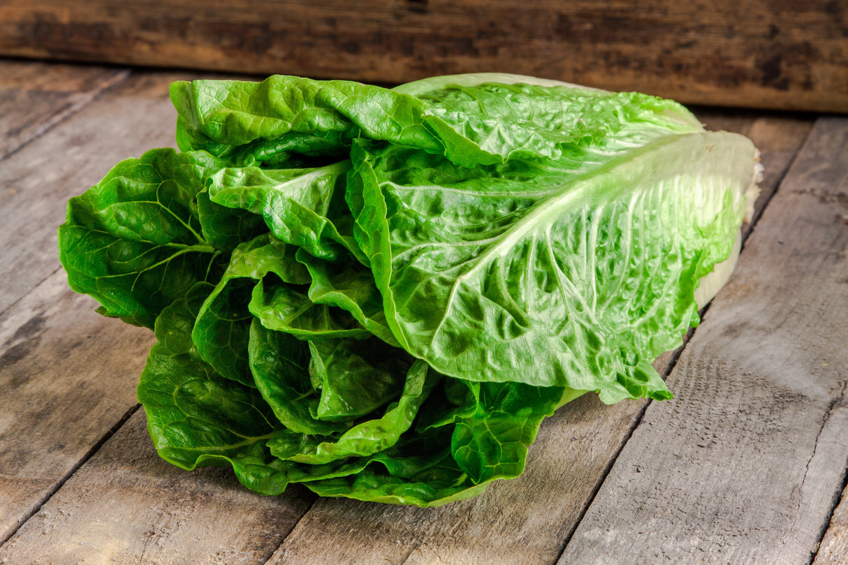 Romaine Lettuce